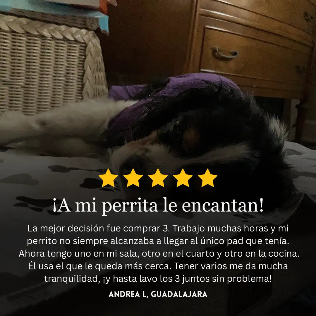 Blemox – El único tapete para perros que necesitas